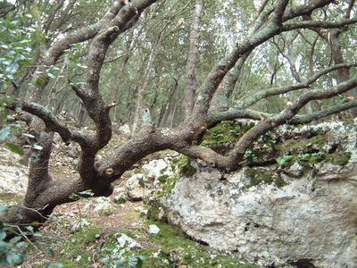 DSCF0095.JPG